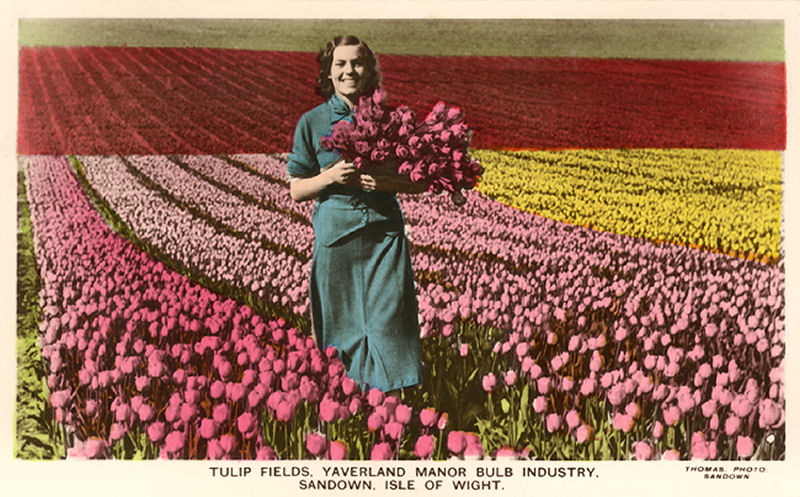 Yaverland Tulip Field